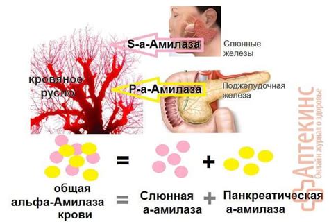 Альфа амилаза повышена в крови - причины, норма и лечение у взрослых