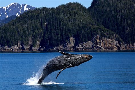 Photo D Une Baleine Bosse Qui Saute Hors De L Eau Free Photos On