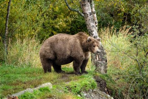 Bear 747 Overcomes Scandal to Win Fat Bear Week | Smithsonian