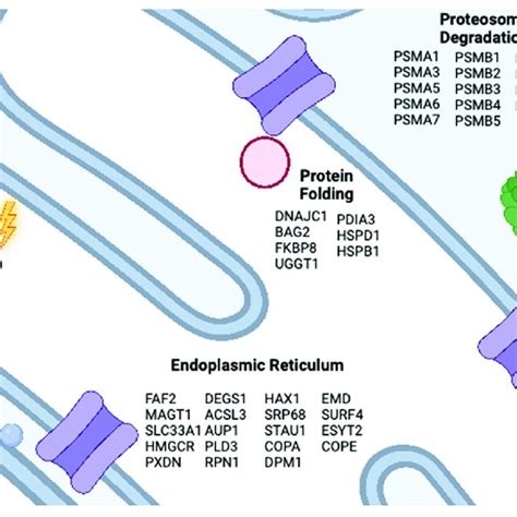 Wt Cftr Surfaceome Depiction Of Cftr Protein Structure Consisting Of