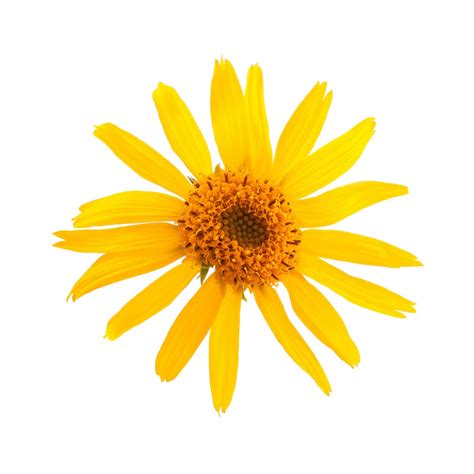 Arnica Montana Flower Extract Ilesol Pharmaceuticals