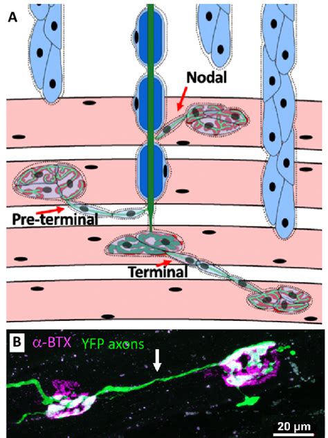 Compensatory Axonal Sprouting And Reinnervation Of Neuromuscular