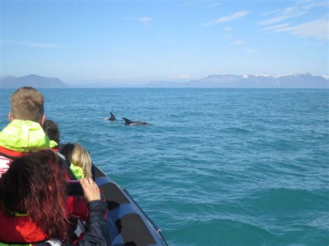 Desde Reikiavik Excursi N De Horas En Barco Semirr Gido Para Avistar