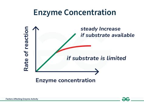 What Are The Factors Affecting Enzyme Activity Geeksforgeeks