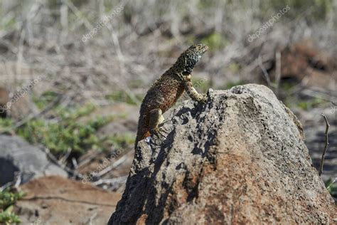 Microlophus Albemarlensis Es Una Especie De Lagarto De La Familia De