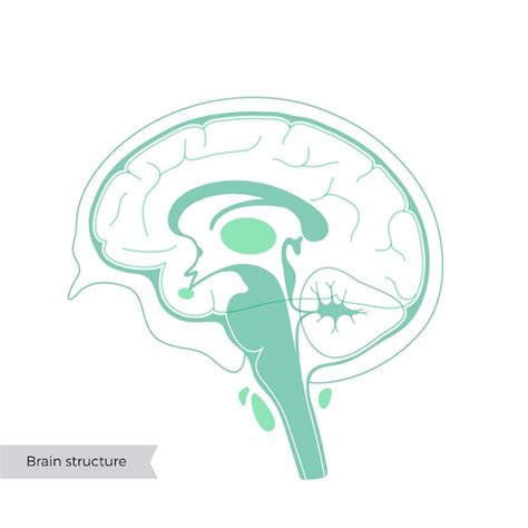 Illustration Vectorielle De L Anatomie Du Cerveau Humain Vecteur Premium