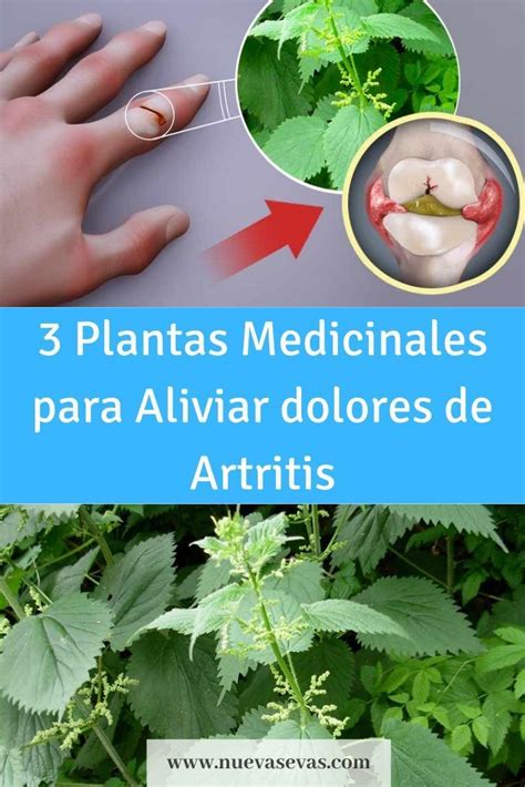 3 Plantas Medicinales Para La Artritis — Nuevas Evas Remedios Para La