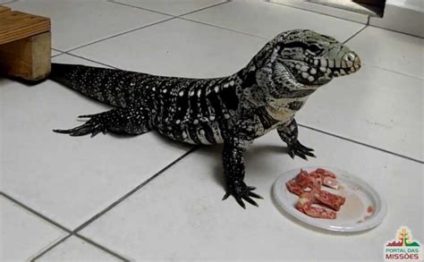 O Que O Lagarto Teiu Come - Lagarto Teiú - Sites - Portal das Missões