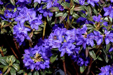 Rhododendron Blue Baron Very PurpleBlue Small Blooms Etsy