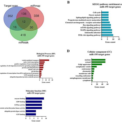 A Mirna Target Prediction Venn Diagram Of The Number Of Mir 195 5p Download Scientific