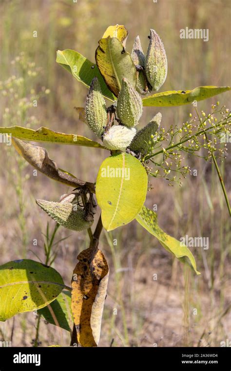 Milkweed Plant With Seed Pods In Field Stock Photo Alamy