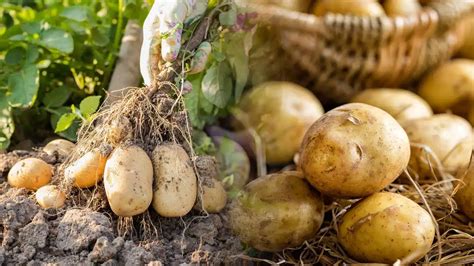 Le guide ultime de plantation des pommes de terre en 2023 Découvrez