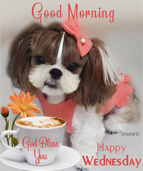 Adorable Puppy Girl - Good Morning, Happy Wednesday Pictures, Photos ...