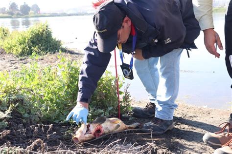 Investigar N Mortandad De Peces En El Humedal Desembocadura R O