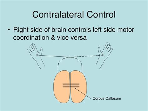 Ppt Motor Functions Of The Spinal Cord Powerpoint Presentation Free Download Id 5719835