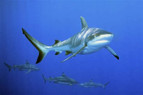 Blacktip Reef Shark Wallpaper 19178 Baltana