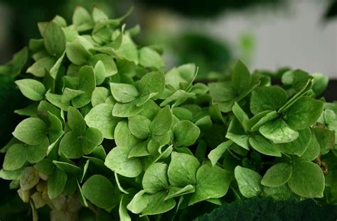 Plantas Para Varanda Com Muito Sol E Vento - Free stock photo of crecimiento, plantas