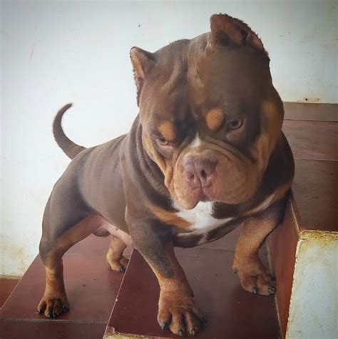 Filhote American Bully Filhote Tchuka Bully Kennel American Bully Em