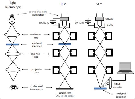 What Are The Basic Differences Between Light And Electron Microscopes