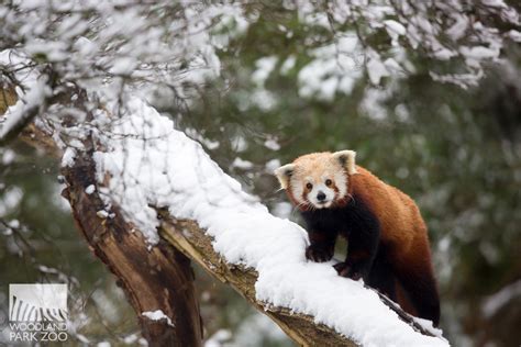 Animals explore a winter wonderland: first snowfall of the season delights