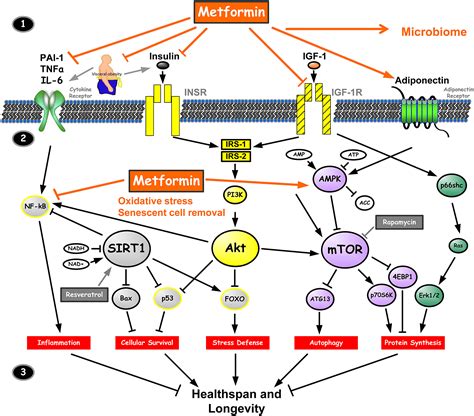 Metformin As A Tool To Target Aging Cell Metabolism