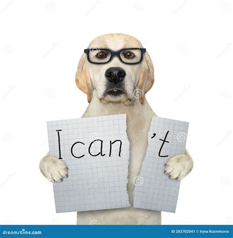 Dog tears sheet of paper stock image. Image of white - 203702041