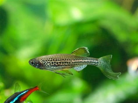 Leopard Danio Care Guide & Species Profile | Fishkeeping World