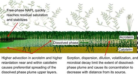 Schematic Of Free Phase Napl And Dissolved Phase Redistribution