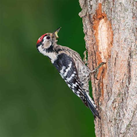 All about the Lesser Spotted Woodpecker - GardenBird