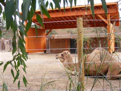 The Santa Ana Zoo At Prentice Park New Home For Camels At The Zoo