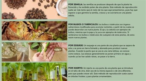 Cultivo De Plantas Medicinales 2pdf Si Ppt