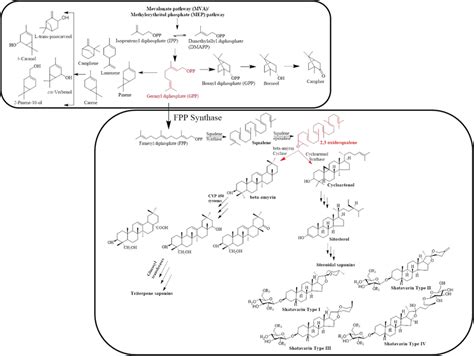 Proposed Biosynthetic Pathway Of Terpenoids Present In A Racemosus