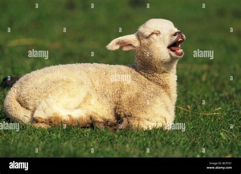 Crying lamb sheep hi-res stock photography and images - Alamy