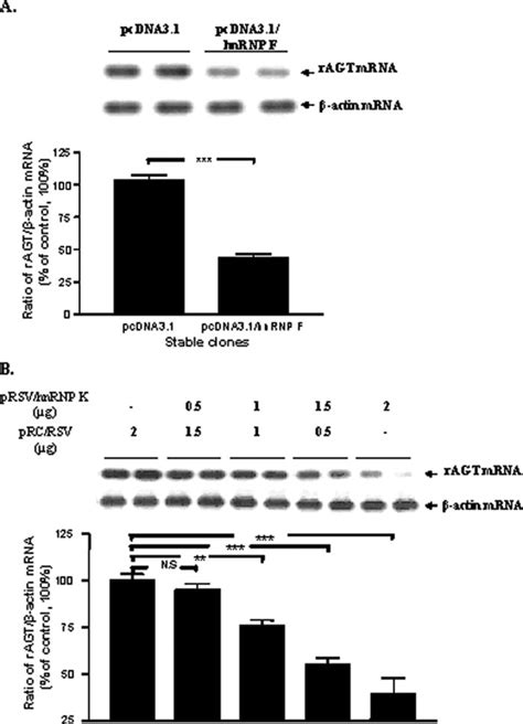 Effect Of Co Transfection Of Hnrnp K And Hnrnp F On Ragt Mrna