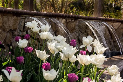 Tulips And Waterfall Photograph By Jay Stockhaus Fine Art America