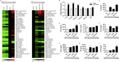 Differential Expression Of Cytokines By Thp And Pbmc Derived Cams A