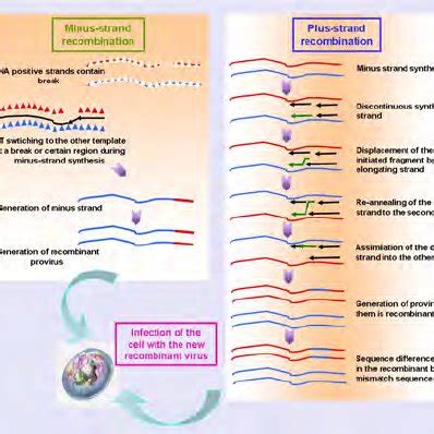 Model Of Retrovirus Recombination Minus Strand Recombination