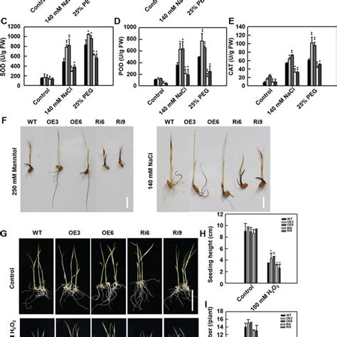 Osskl Promotes Tolerance To Salt And Drought Stress By Regulating H O