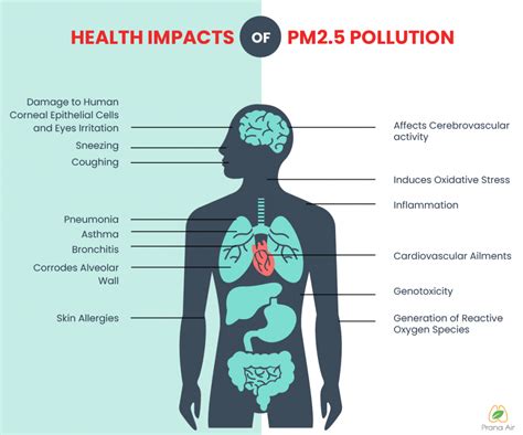 ¿qué Son Las Partículas Pm2 5 Fuentes E Impactos