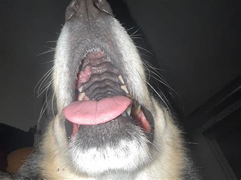 What is in my dogs mouth in the upper left? I am concerned and can not