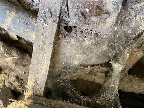 Woodworm & Wood-boring Infestation Treatment