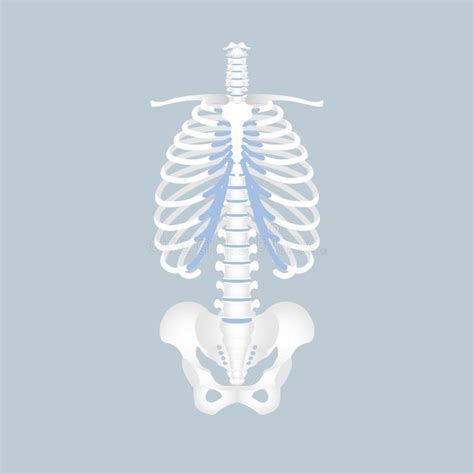 Sacrum Cartoon Stock Illustrations 75 Sacrum Cartoon Stock