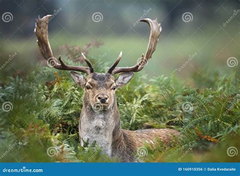 Close Up Of A Fallow Deer In Fern Stock Photo Image Of Mist Adult