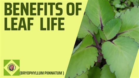 Benefits Of Leaf Of Life Miracle Leaf Bryophyllum Pinnatum