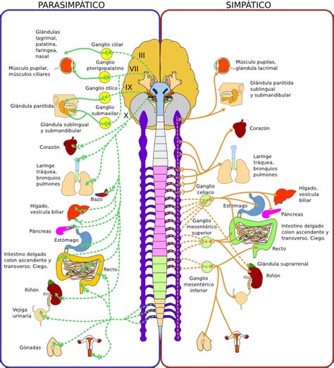 Aprende Y Disfruta Con Las Ciencias Naturales El Sistema Nervioso