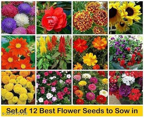 Plant Seeds For Home Garden Flowers Combo of 12 Packet of Seeds Winter ...