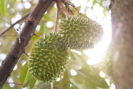 Musang King Durian Tree Stock Photo Panthermedia Stock Agency