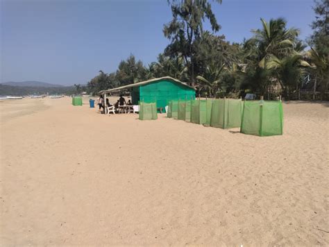 The Goan EveryDay: It's raining Olive Ridley eggs on Canacona beaches