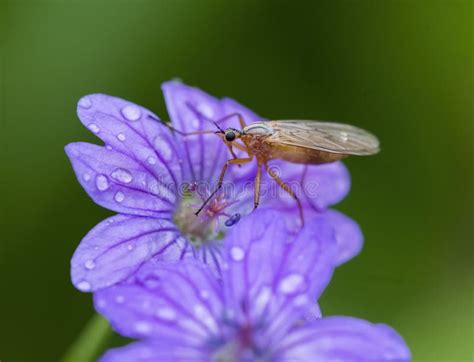 Cranesbills Group Of Flowers Geranium Rozanne In Bloom Stock Image