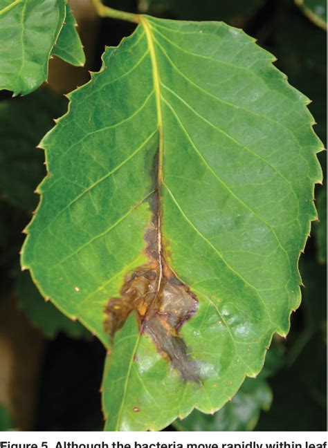 Figure From Bacterial Leaf Blight Of Panax Polyscias Guilfoylei